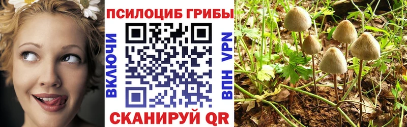 как найти наркотики  Киселёвск  Галлюциногенные грибы Psilocybine cubensis 